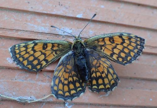 Melitaea sp.